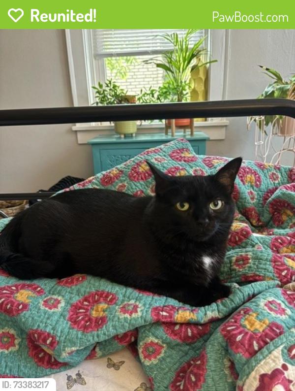 Reunited Female Cat last seen Overlook Drive and Akron Avenue, Pittsburgh, PA 15216