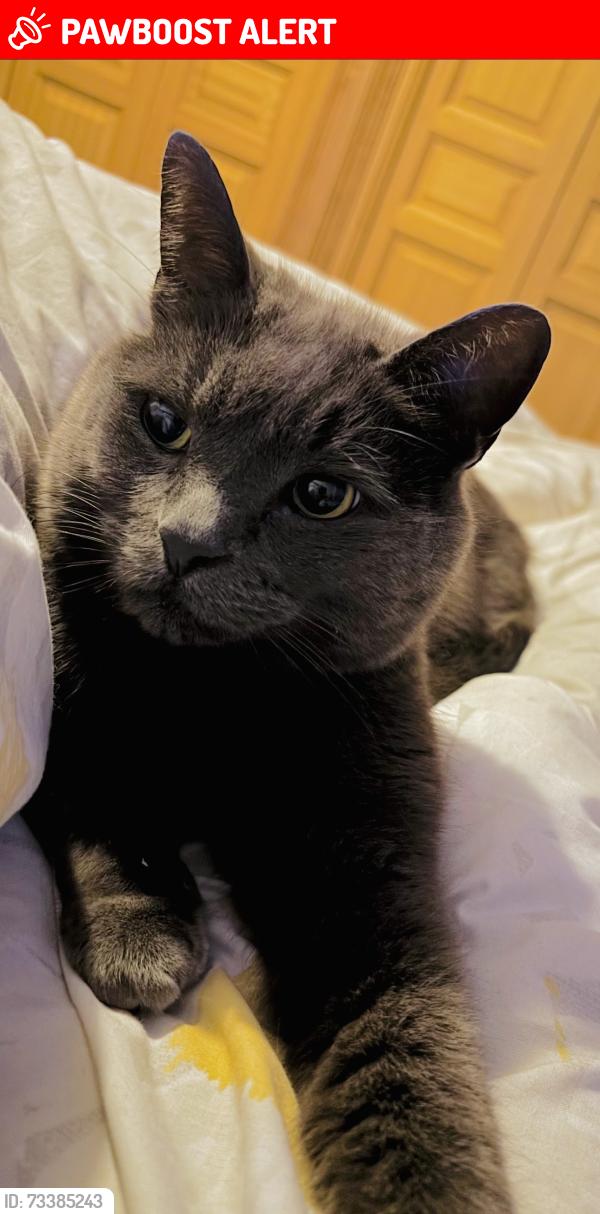 Lost Male Cat last seen Farnborough Village, Farnborough, England 