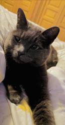 Lost Male Cat last seen Farnborough Village, Farnborough, England 