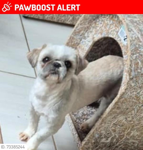 Lost Male Dog last seen Rua Antonio Fidelis 101,perto do mercado Maria do carmo, Jardim Nova America, SP 13053-022