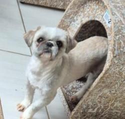 Lost Male Dog last seen Rua Antonio Fidelis 101,perto do mercado Maria do carmo, Jardim Nova America, SP 13053-022