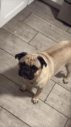 Lost Male Dog last seen Near ave and Glenrosa, Phoenix, AZ 85017