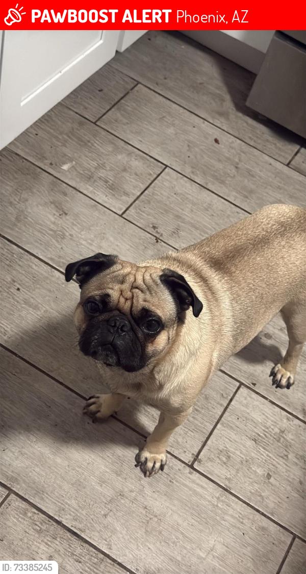 Lost Male Dog last seen Near ave and Glenrosa, Phoenix, AZ 85017