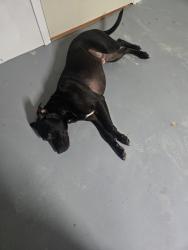 Found/Stray Unknown Dog last seen Thompson street, Kingsport, TN 37660