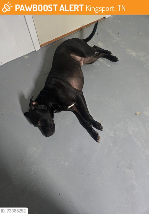 Found/Stray Unknown Dog last seen Thompson street, Kingsport, TN 37660