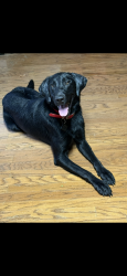 Lost Male Dog last seen Taylor town rd cross over pleasant hill rd ne, Ranger, GA 30734