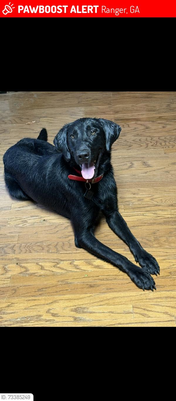 Lost Male Dog last seen Taylor town rd cross over pleasant hill rd ne, Ranger, GA 30734