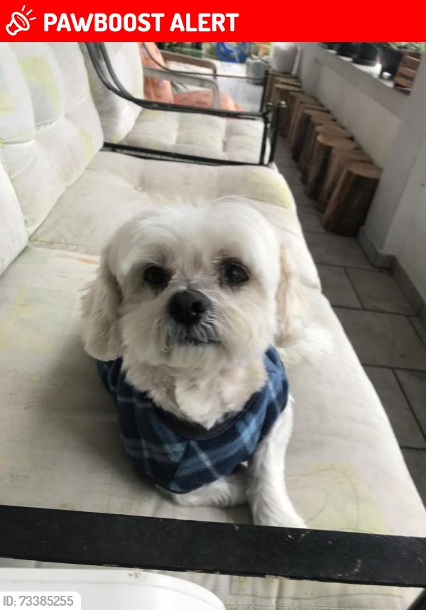 Lost Male Dog last seen Dom Sebastião 159, Balneário Camboriú, SC 