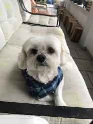 Lost Male Dog last seen Dom Sebastião 159, Balneário Camboriú, SC 