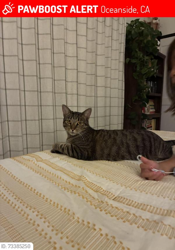 Lost Male Cat last seen Melrose and Oceanside blvd, Oceanside, CA 92056