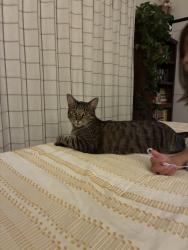 Lost Male Cat last seen Melrose and Oceanside blvd, Oceanside, CA 92056