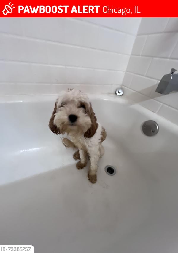 Lost Male Dog last seen Near s lake park ave, Chicago, IL 60653