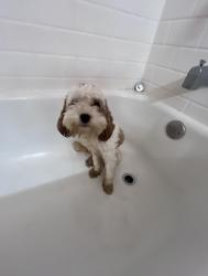 Lost Male Dog last seen Near s lake park ave, Chicago, IL 60653