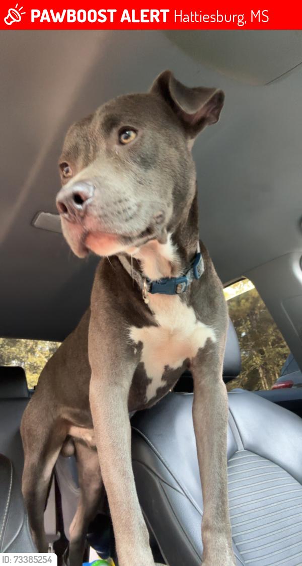 Lost Male Dog last seen Behind exit 60 and Love’s off 98, Hattiesburg, MS 39401