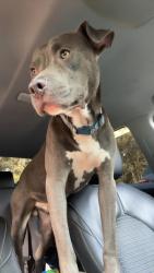 Lost Male Dog last seen Behind exit 60 and Love’s off 98, Hattiesburg, MS 39401