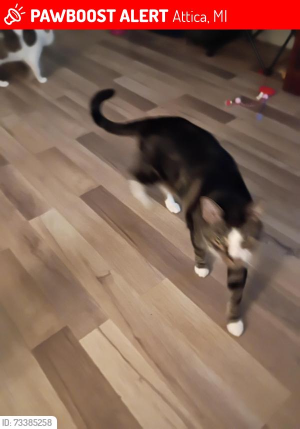 Lost Male Cat last seen Jumped out of car inside five lakes rest area near Lapeer Michigan, Attica, MI 48412