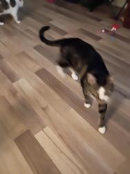 Lost Male Cat last seen Jumped out of car inside five lakes rest area near Lapeer Michigan, Attica, MI 48412