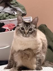 Lost Male Cat last seen Ashridge lane, San Jose, CA 95121