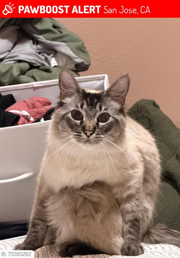Lost Male Cat last seen Ashridge lane, San Jose, CA 95121