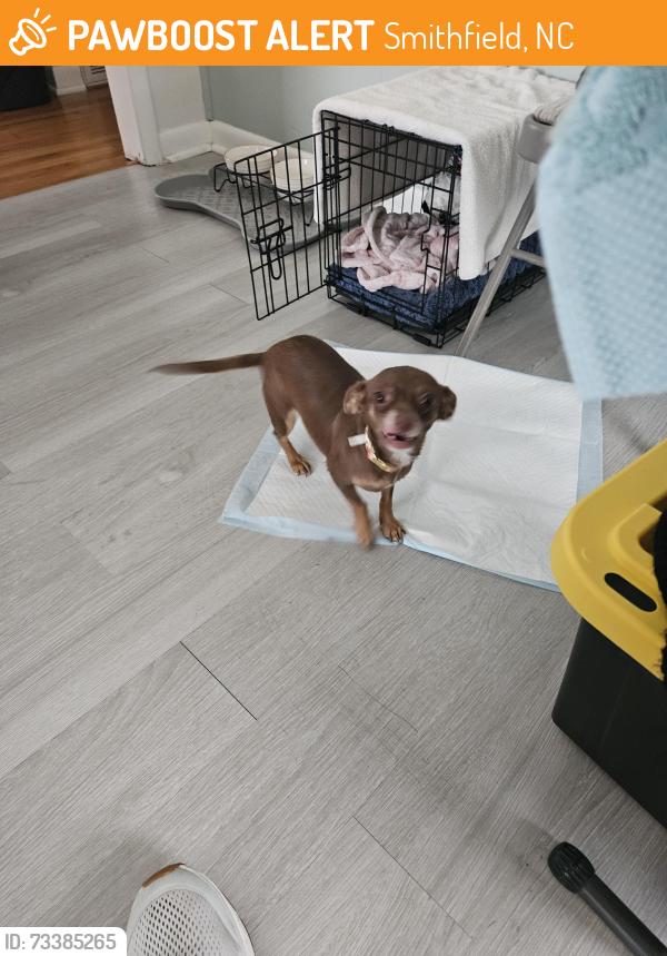 Found/Stray Female Dog last seen Downtown Smithfield North Carolina near the police station., Smithfield, NC 27520
