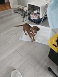 Found/Stray Female Dog last seen Downtown Smithfield North Carolina near the police station., Smithfield, NC 27520