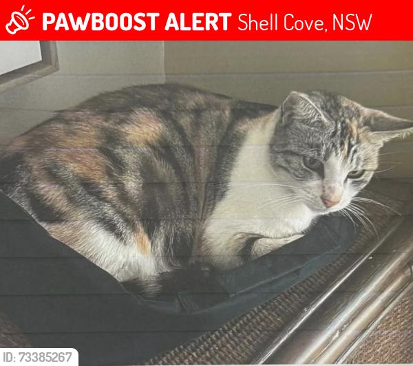 Lost Female Cat last seen James Cook Parkway and Tasman Drive, Shell Cove, NSW 2529
