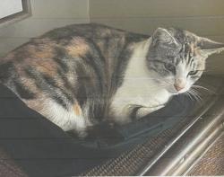 Lost Female Cat last seen James Cook Parkway and Tasman Drive, Shell Cove, NSW 2529