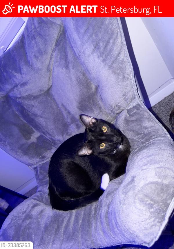 Lost Male Cat last seen 5th ave n and 34 st s, St. Petersburg, FL 33710