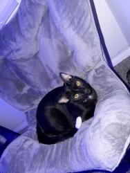 Lost Male Cat last seen 5th ave n and 34 st s, St. Petersburg, FL 33710