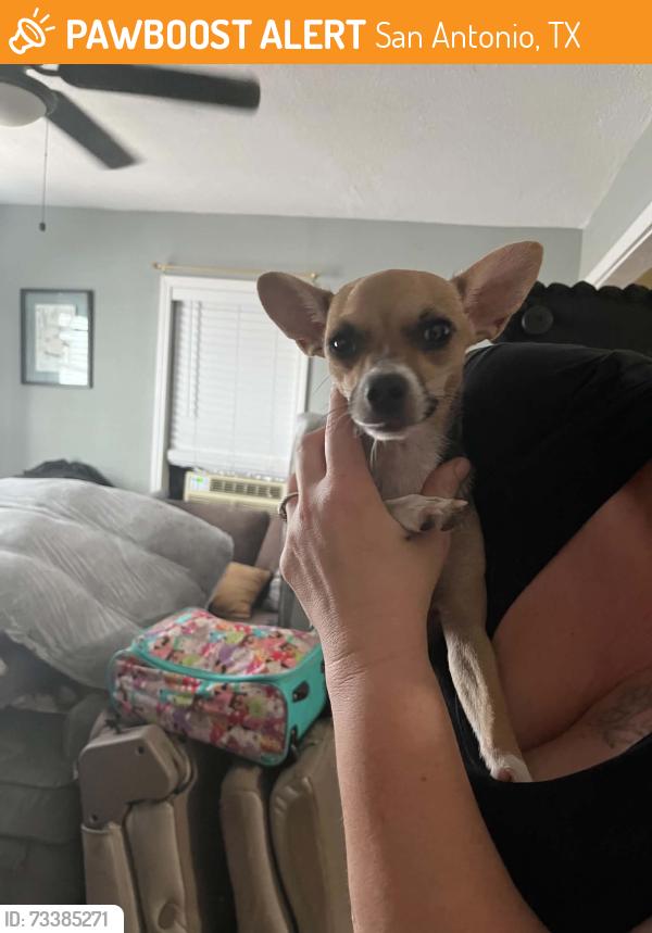 Found/Stray Female Dog last seen Allende, San Antonio, TX 78237