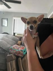 Found/Stray Female Dog last seen Allende, San Antonio, TX 78237