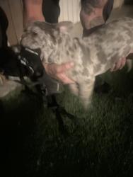 Found/Stray Male Dog last seen Nellis& Gowan, Las Vegas, NV 89115