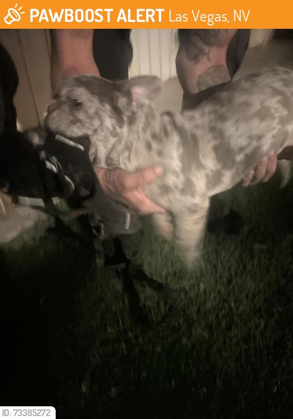Found/Stray Male Dog last seen Nellis& Gowan, Las Vegas, NV 89115