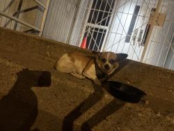 Found/Stray Male Dog last seen Chapel street, New Haven, CT 06513