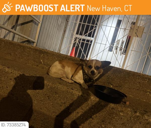 Found/Stray Male Dog last seen Chapel street, New Haven, CT 06513
