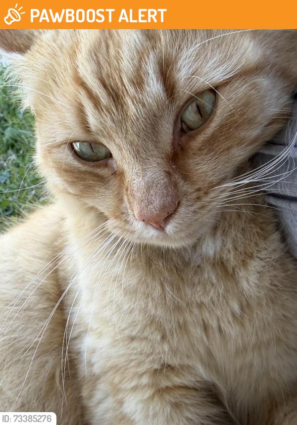 Found/Stray Unknown Cat last seen Jardine drive, Edmondson Park, NSW 2174