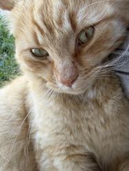 Found/Stray Unknown Cat last seen Jardine drive, Edmondson Park, NSW 2174