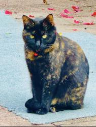 Lost Female Cat last seen Coin laundry noble street, Springvale South, VIC 3172