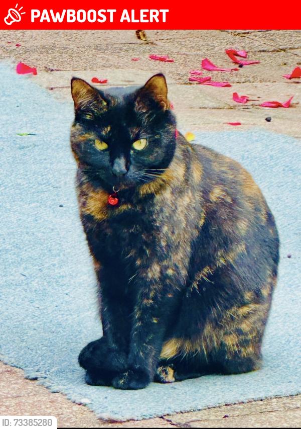 Lost Female Cat last seen Coin laundry noble street, Springvale South, VIC 3172