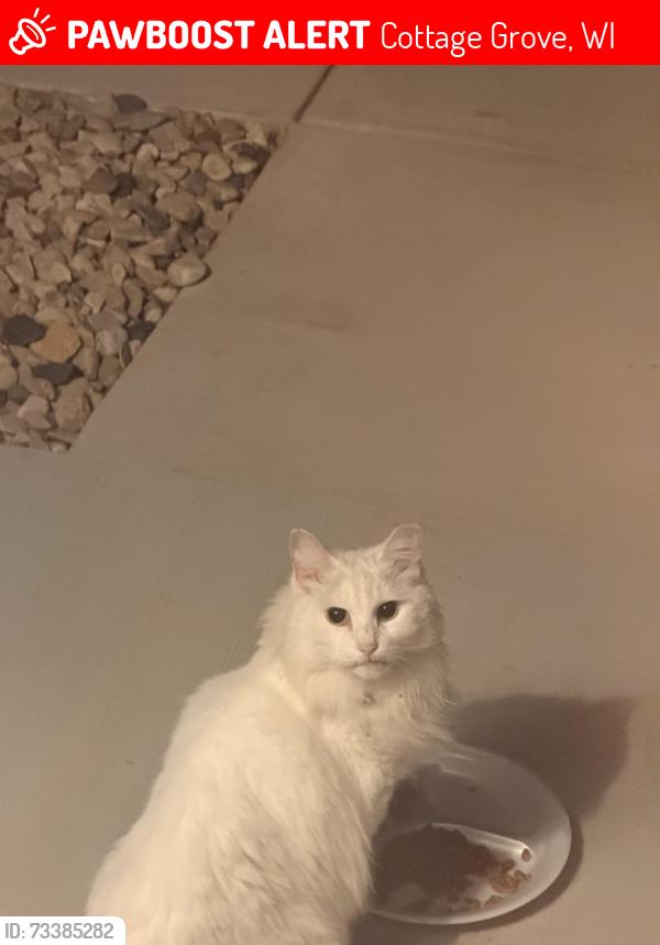 Lost Female Cat last seen Buss street and cottage grove road near granite ridge school in cottage grove wi, Cottage Grove, WI 53527