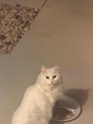 Lost Female Cat last seen Buss street and cottage grove road near granite ridge school in cottage grove wi, Cottage Grove, WI 53527