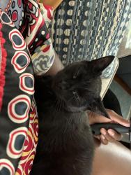 Lost Female Cat last seen Asia town, Cleveland, OH 44114