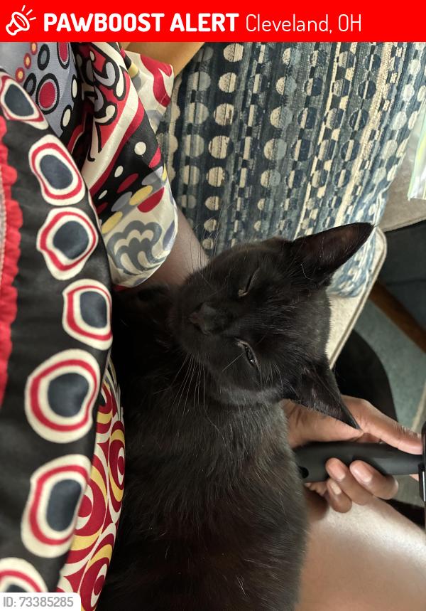 Lost Female Cat last seen Asia town, Cleveland, OH 44114