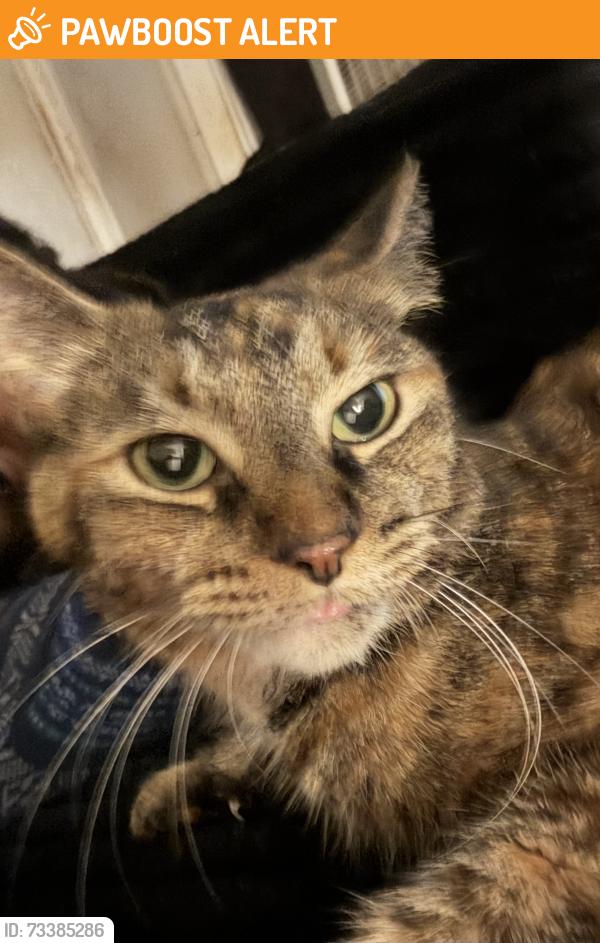 Found/Stray Unknown Cat last seen W Galbraith road, North College Hill, OH 45239