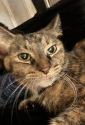 Found/Stray Unknown Cat last seen W Galbraith road, North College Hill, OH 45239