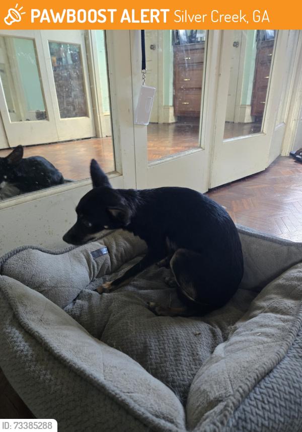Found/Stray Male Dog last seen Harmony, Silver Creek, GA 30173