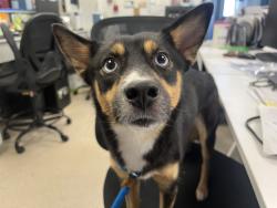Shelter Stray Female Dog last seen 98th Street, NEW YORK, NY, 10029, 326 E 110th St, New York, NY 10029, USA