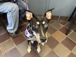 Shelter Stray Female Dog last seen 30th 2nd Avenue, NEW YORK, NY, 10016, 326 E 110th St, New York, NY 10029, USA