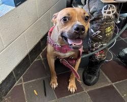 Shelter Stray Male Dog last seen Webster Avenue, BRONX, NY, 10458, 326 E 110th St, New York, NY 10029, USA