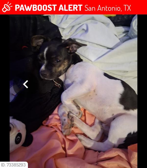 Lost Male Dog last seen Near hwy, San Antonio, TX 78227